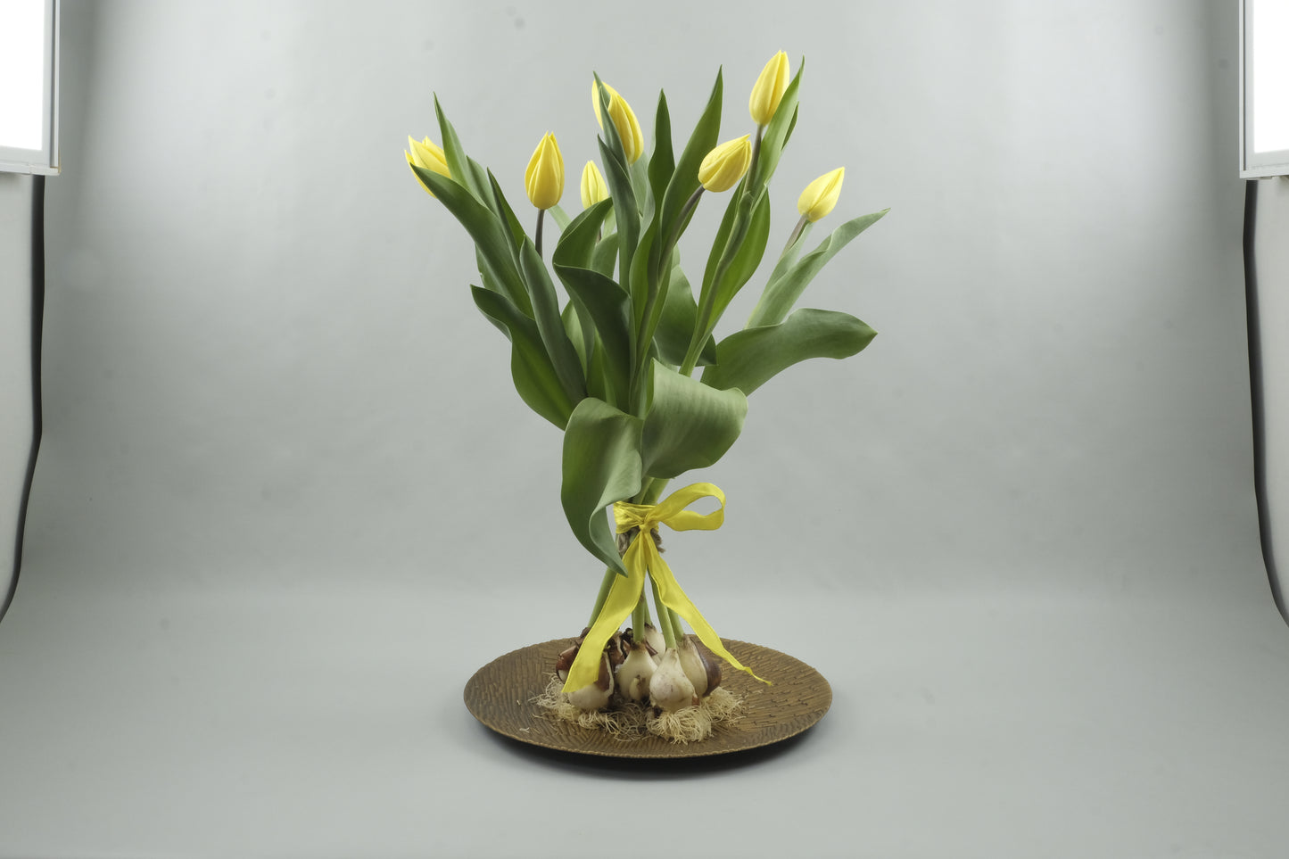Yellow tulips - 9 stems