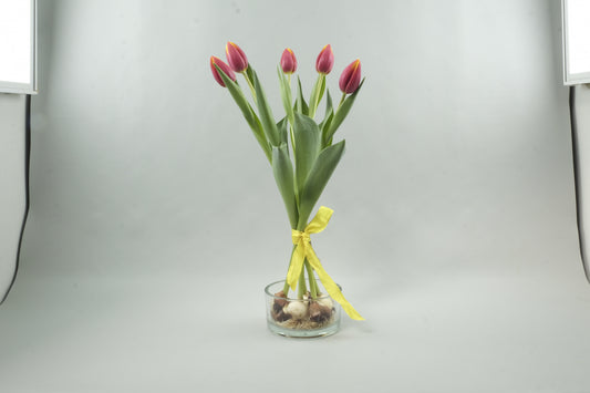 Red/yellow tulips - 5 stems