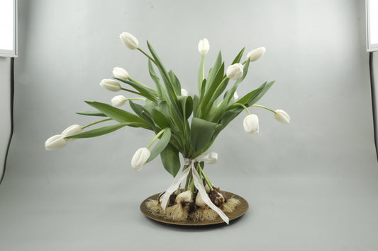 White tulips - 15 stems