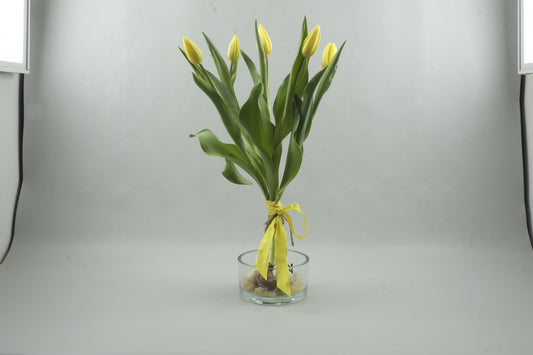 Yellow tulips - 5 stems