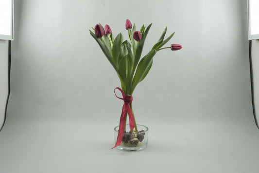 Red tulips - 5 stems