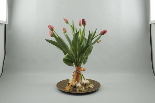 Orange tulips - 9 stems